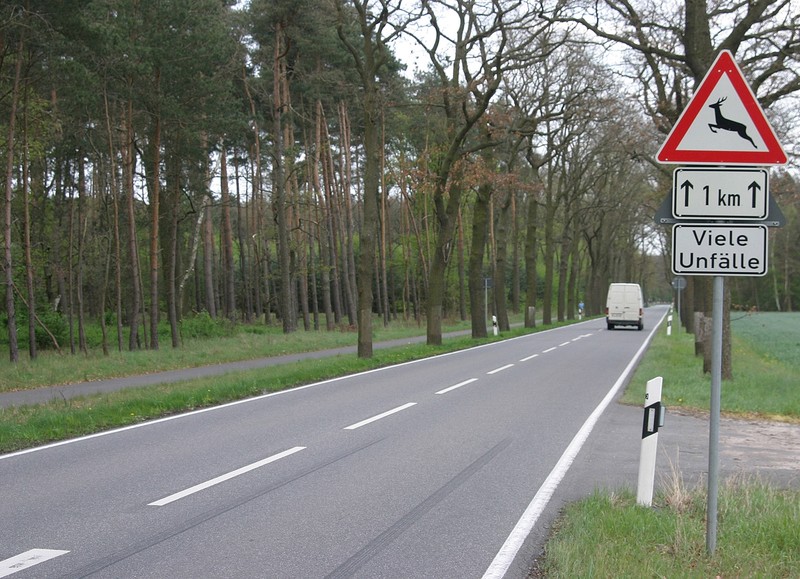 Wie verhinderst du einen Wildunfall?
