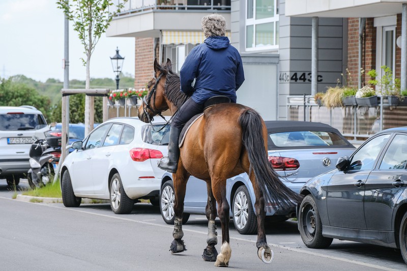 Zu sehen ist ein Reiter, der auf einem Pferd an parkenden Autos vorbeireitet.