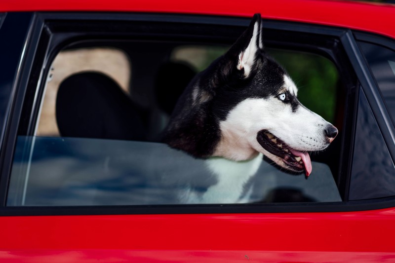 Wie man Tierhaare im Auto los wird, zeigt der achte Trick.