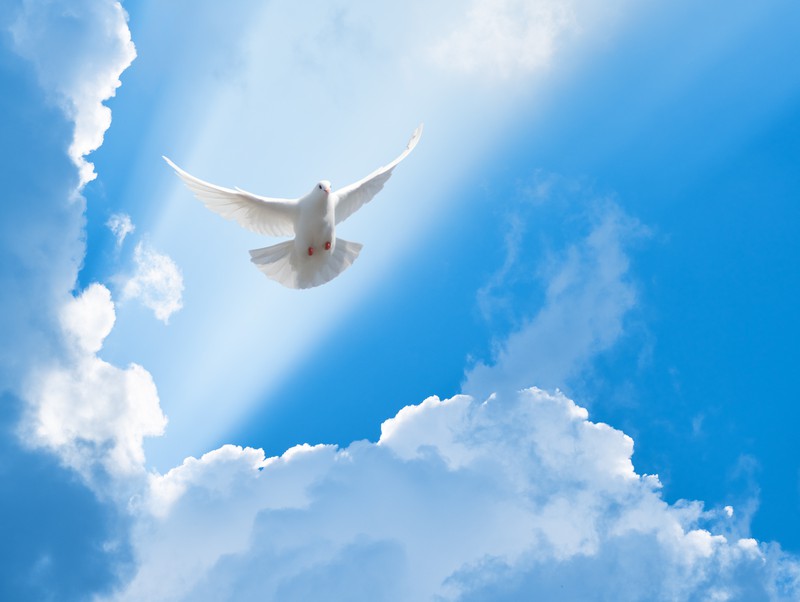 Eine Taube fliegt am blauen Himmel