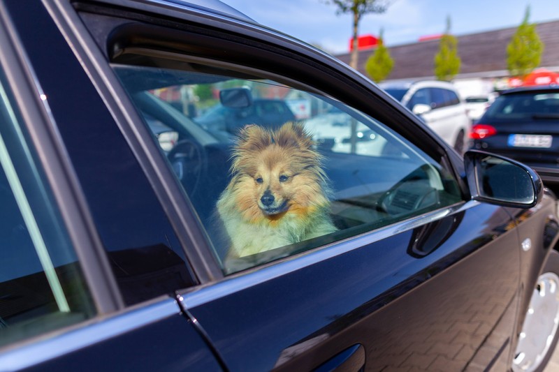 Ein Hund, der im Auto bei Hitze zurückgelassen wurde