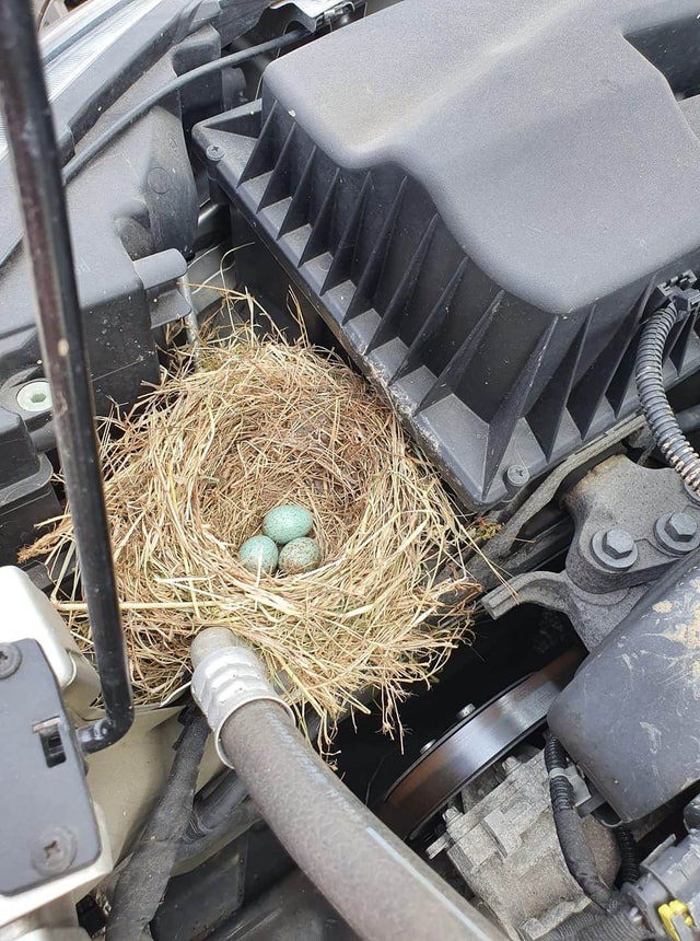 Überraschung, lieber Mechaniker: Eine Vogelmutter legte ein paar Überraschungseier neben dem Motor ab