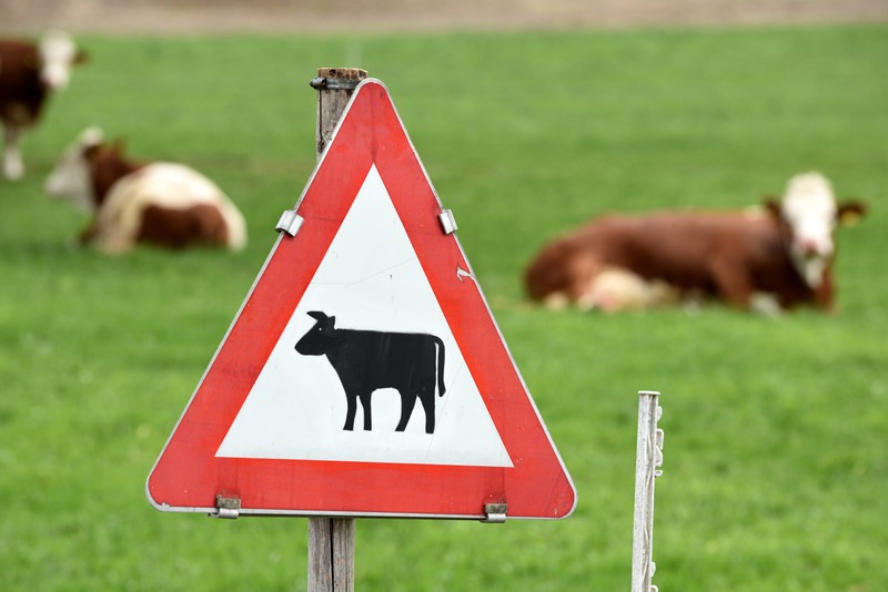 Was bedeutet ein Verkehrsschild mit einer Kuh?