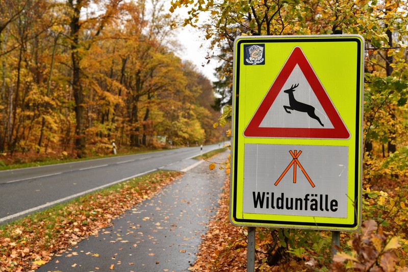 Achtung: Berühre niemals ein verletztes, aber noch lebendes Tier! Dabei kannst du dich verletzten.