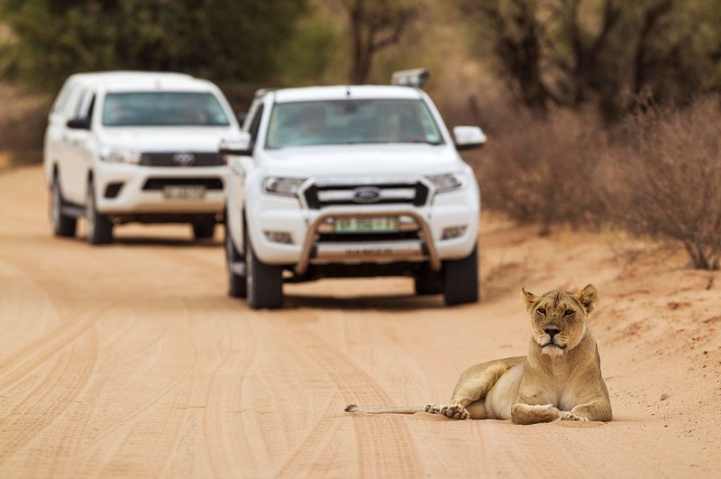 Vierbeiner haben in Südafrika Vorfahrt.