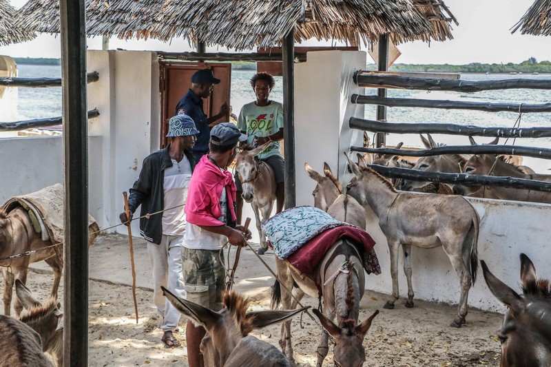 Auf der kenianischen Insel Lamu fahren keine Autos und der Transport erfolgt mittels Eseln.