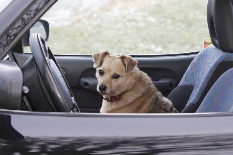 Tiere im Auto müssen richtig gesichert sein – sonst drohen Strafen und Risiken.