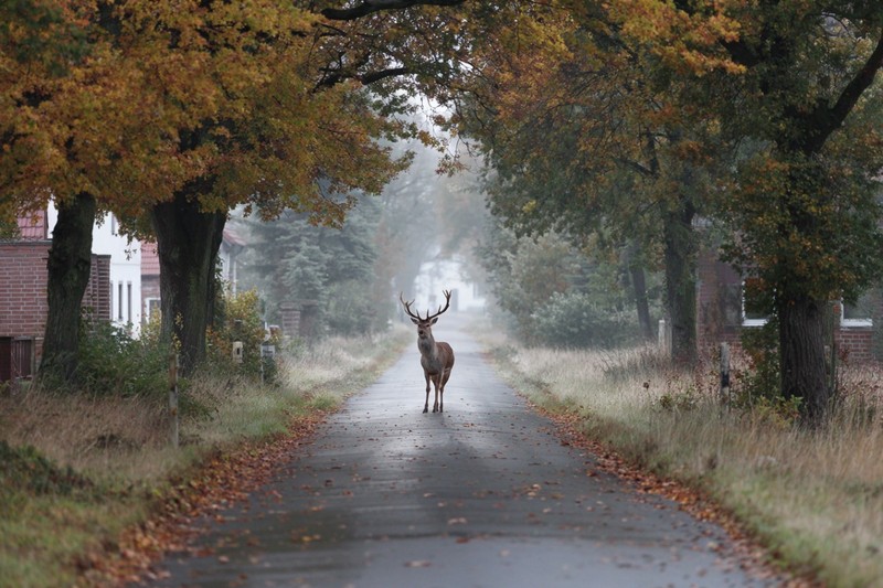 Auch Wildwechsel ist im Herbst ein Risiko.