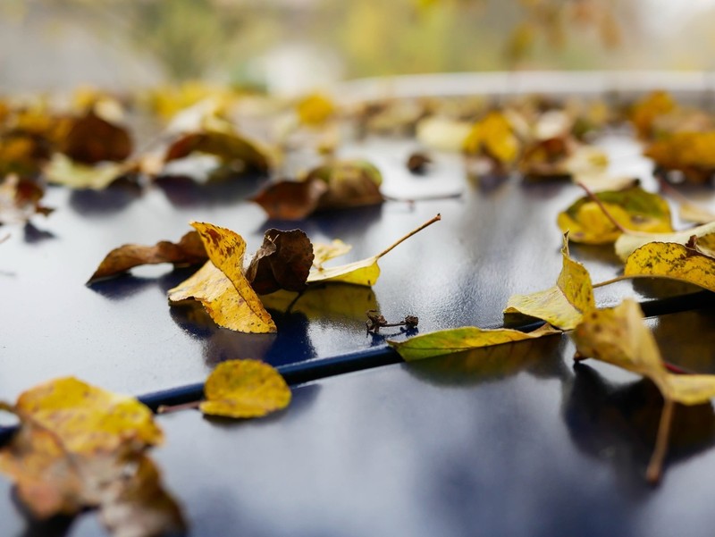 Herbstlaub auf dem Autodach kann zu Feuchtigkeit führen.
