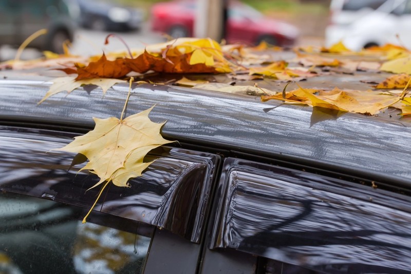 Herbstlaub schadet dem Autolack.
