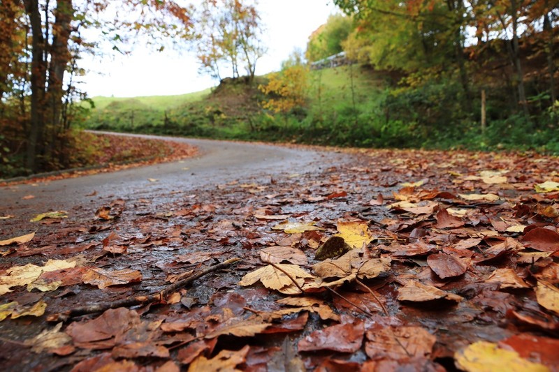 Herbstlaub wird zur Rutschgefahr auf der Straße.
