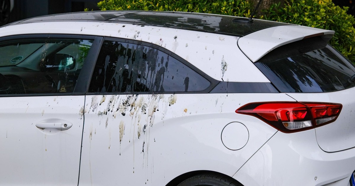 Vogelkot auf dem Auto? So verhinderst du teure Lackschäden