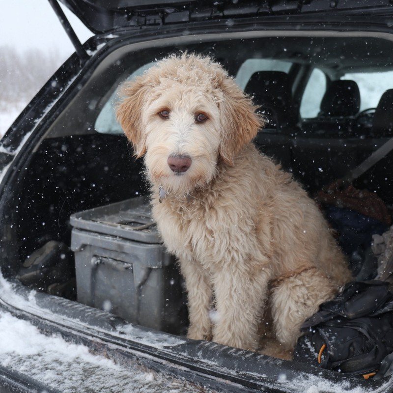 Haustiere dürfen unter keinen Umständen im Winter im Auto zurückgelassen werden.