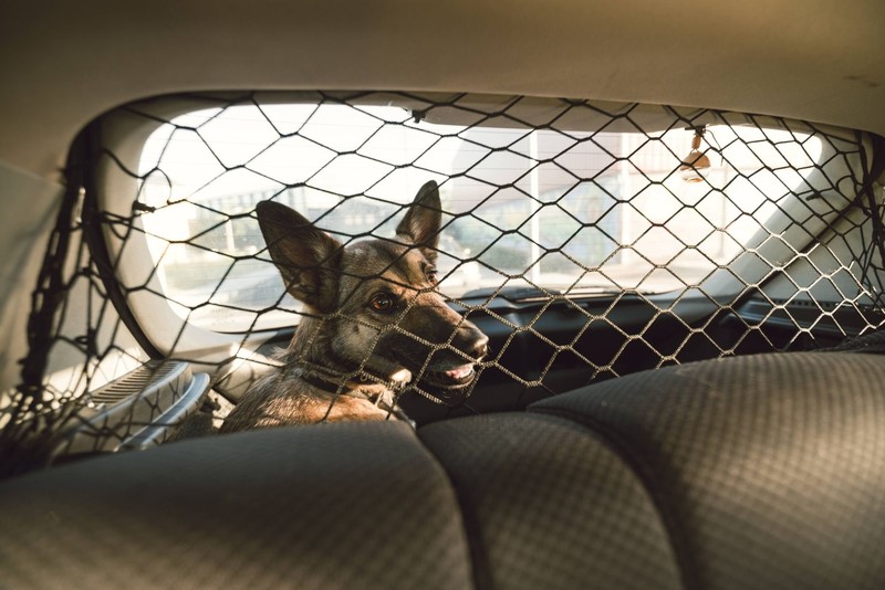 Ein solches Netz hält nicht nur Hunde im Kofferraum, sondern auch lose Gegenstände.