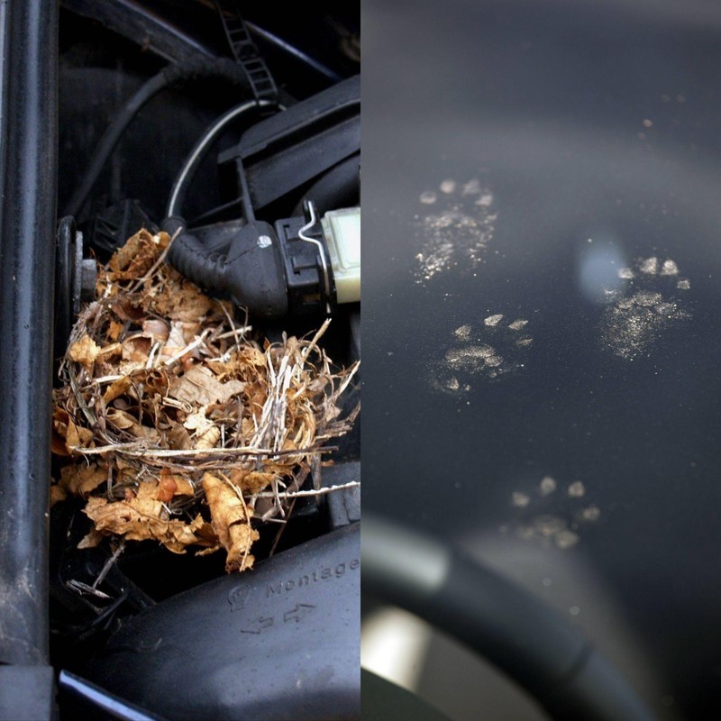 Daran erkennt man, dass ein Marder im Motorraum war.