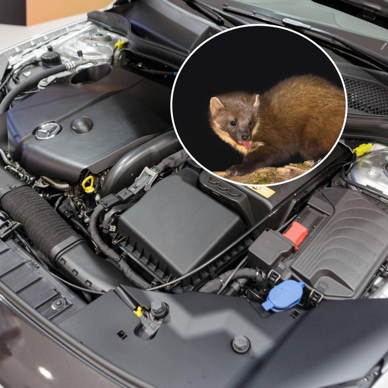 Marder im Auto – so bekommst du sie wieder los.
