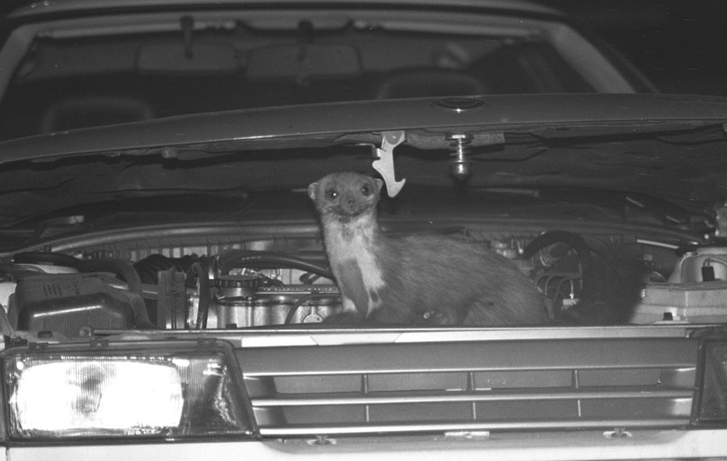 Marder sind extrem schreckhafte Tiere.